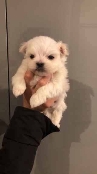 Bela Beautifull masculino e feminino Disponível