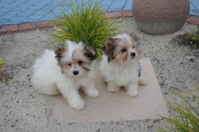 Filhotes de cachorro Yorkshire para Adoção