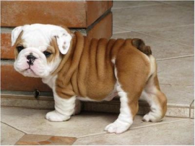 Saudável inglês bulldog cachorros disponíveis 100euros