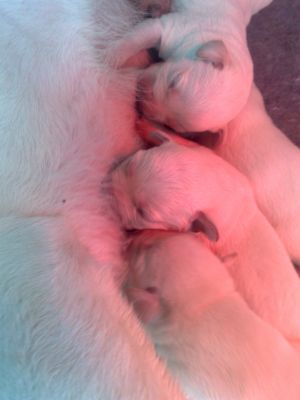 ***LABRADORES RETRIEVER em Bege 