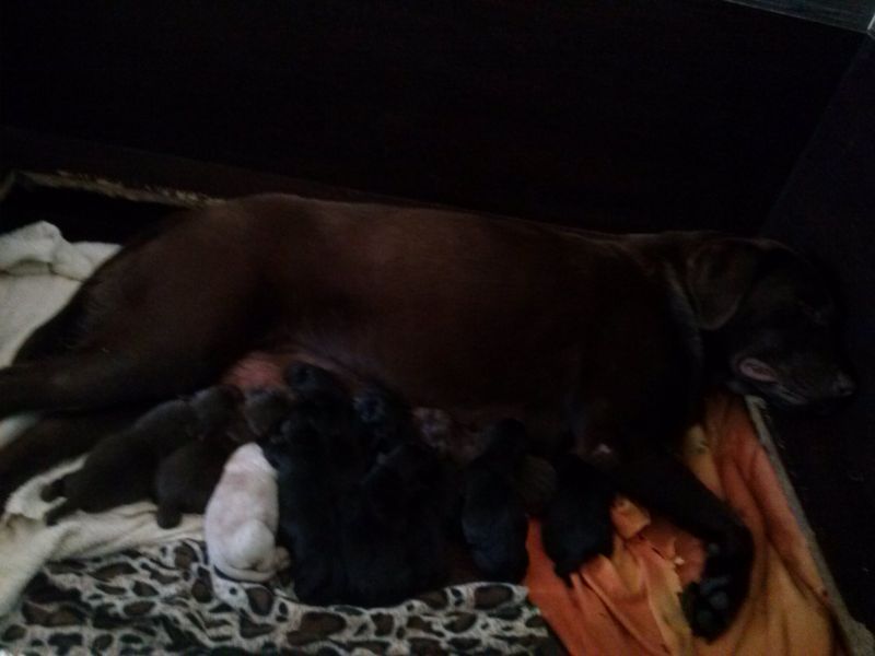 Labradores Retriever descendentes de campeões!!