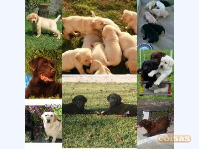labradores ja com 2 vacinas e pediggre -967888237