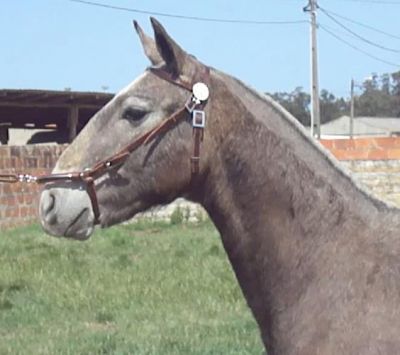 cavalo: futuro garanhão PSL (Lusitano, 1 ano, optimas linhagens e andamentos muito bons ) 