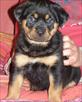 Filhotes para adoção ROTTWELLER tenho dois filhotes lindos ROTTWELLER,