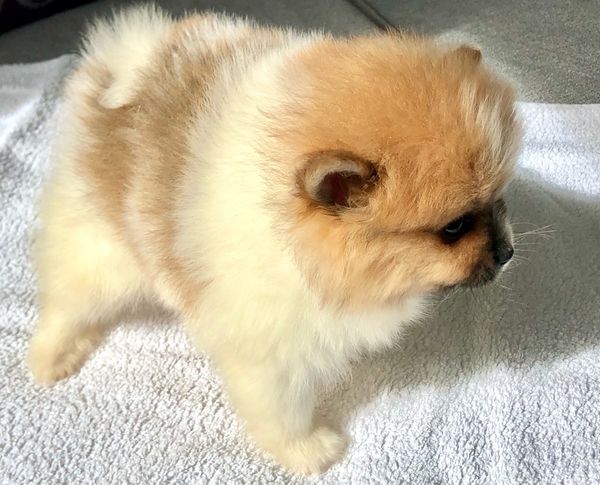 Filhote de cachorro Pomerânia