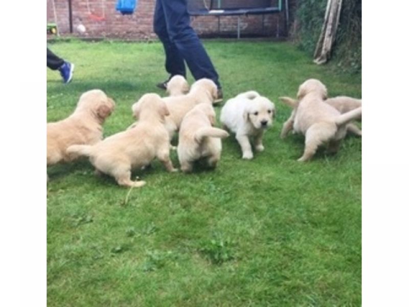 Filhotes de Golden Retriever robustos