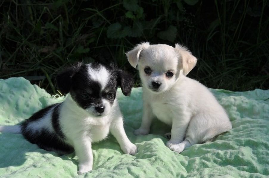 Filhotes de cachorro chihuahua bonitos para Adoção