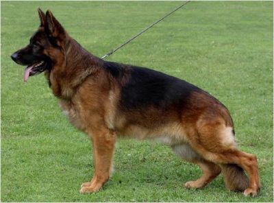 Cão de Pastor Alemão - Vulpos Velox