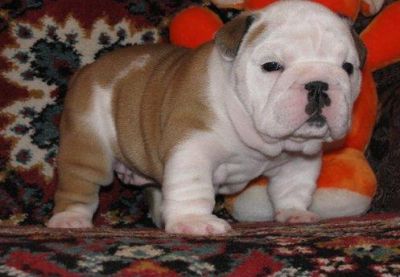 Saudável adorável Inglês bull cachorros filhotes