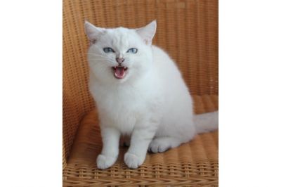 Gatinhos brancos BKH para adoção