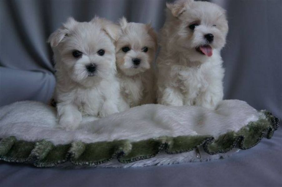 Maltês cachorros para adoção