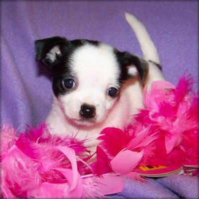 Masculino e feminino chihuahua Cachorro para adoção livre