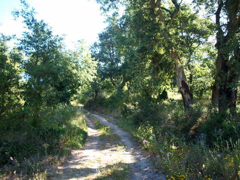 Na Costa de Prata terreno com 2 artigos. Rústico com 3880 m² e um urbano, com ruina registada com ár