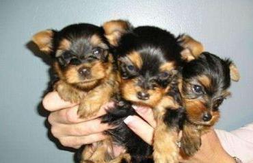 Filhotes Yorkshire Terrier