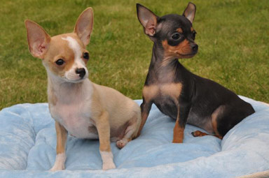 Bebês qualidade chihuahua