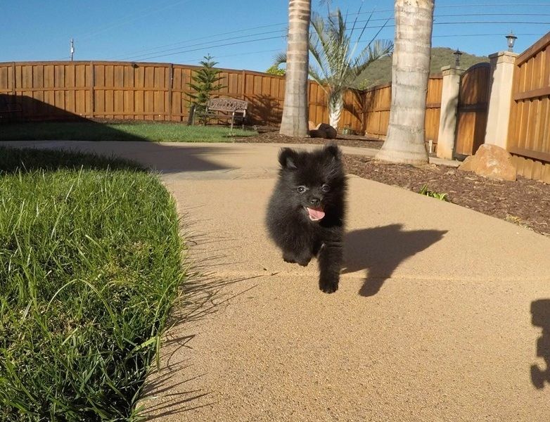 Filhotes de Pomerânia