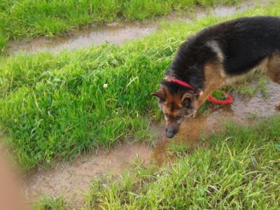 pastores alemaes -- pediggre - 967888237