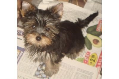 Yorkshire filhotes disponíveis.