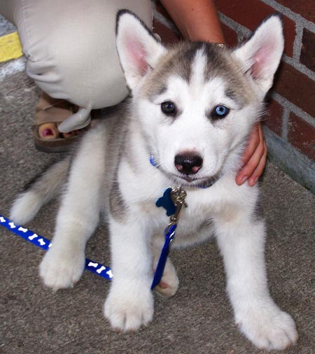 Husky siberiano filhotes