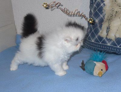 bem treinar gatinhos persa para free