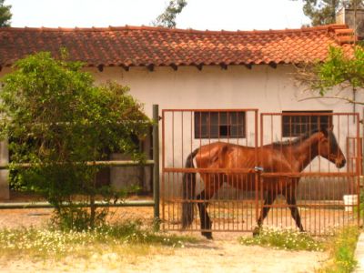 Quinta com mais de 11 mil m2 de terreno, moradia térrea, poço e cavalariça.