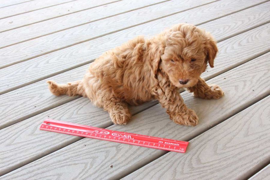 Filhotes de cachorro Golden Doodle