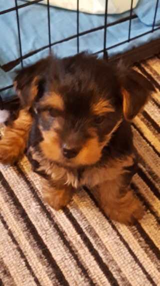 Vendo lindos filhotes de Yorkshire Mini Terrier , 