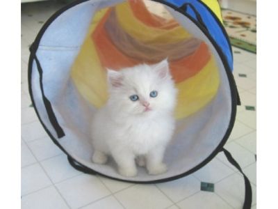 ninhada de gatinhos persa linda 