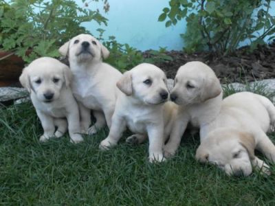 LABRADORES RETRIEVER 