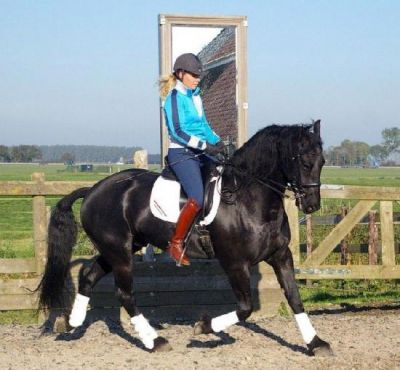 Excelente, adestramento, saltos fuga, e frisão prazer