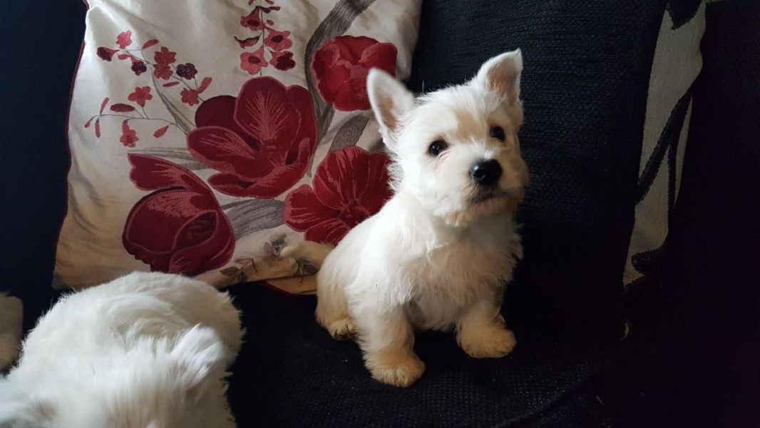 Filhotes de cachorro West Highland Terrier.