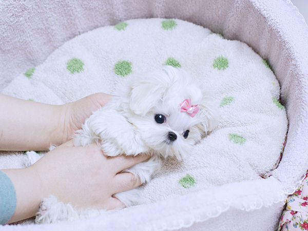 Bonito masculino e feminino MALTÊS