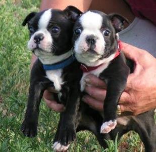 filhotes de Boston Terrier que procuram afeto