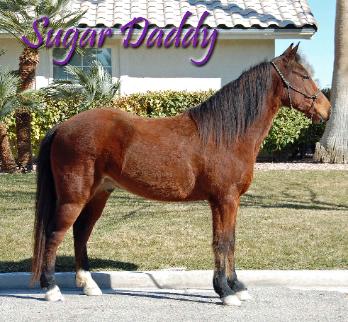 Eu preciso de um lar bom e amoroso para o meu cavalo amigável e bem treinados