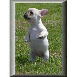  masculino e feminino francês bulldog cachorros para adopção