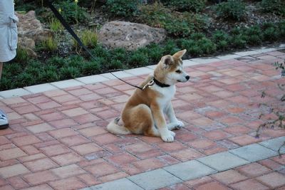 filhotes de Akita inu para adopção 