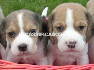 BEAGLE TRICOLOR PEQUENAS