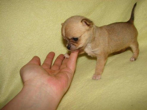 Dois filhotes de Chihuahua  lindo pronto para suas novas casas