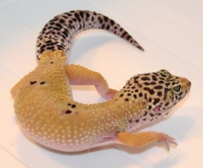 Gecko Leopardo - Fase Hypo - 2010