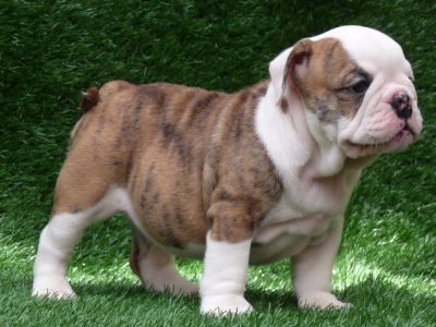 cão do touro feminino Inglês