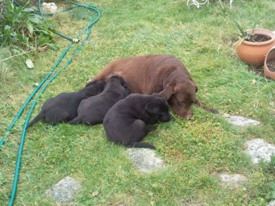 pastores de qualidade - grandes e fortes