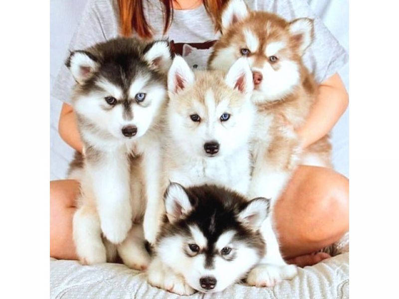 Lindos filhotes de cachorro Husky Siberiano.