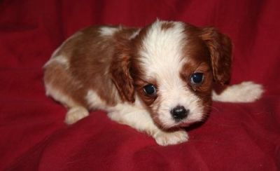 linhagem registo Cavalier King Charles Spaniel filhotes para adoção livre de contato para mais infor