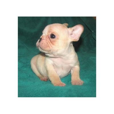 Bonito filhotes Bulldog francês