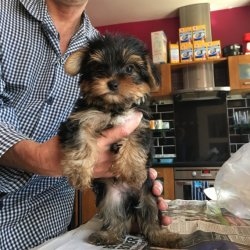 Filhotes de Yorkshire Terrier