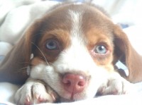 Beagle, filhote, fêmea perfeito e belo