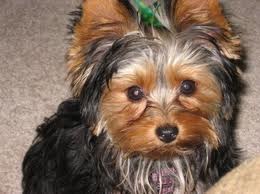 filhotes de yorkshire terrier