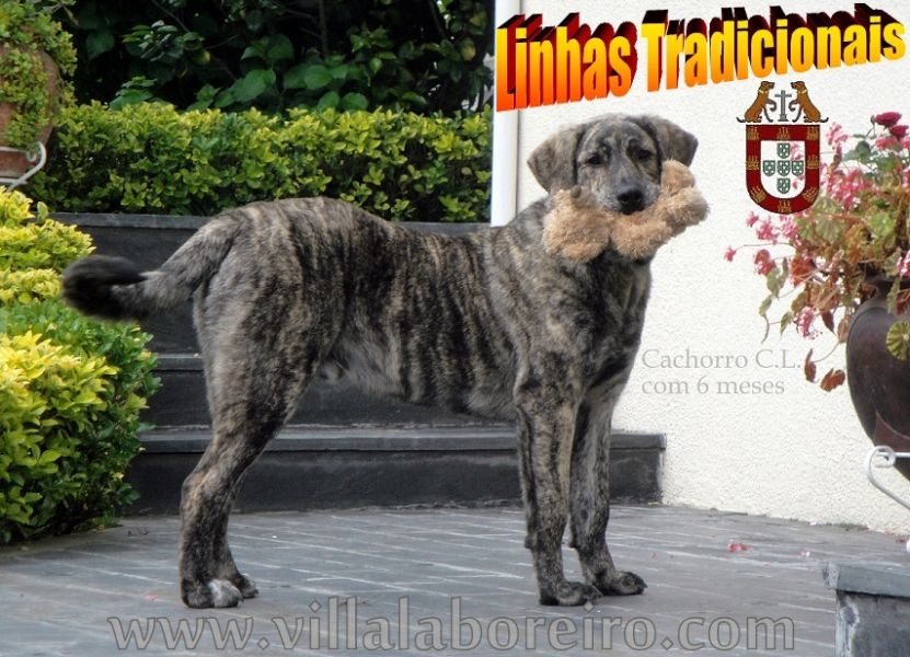 Cachorros Castro Laboreiro de Qualidade Superior (Linhas Tradicionais de Trabalho e Companhia))