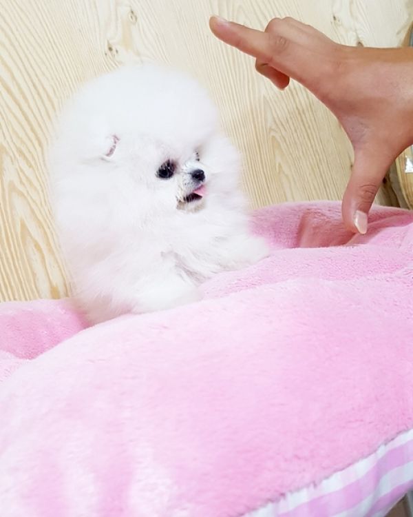 Filhotes de Pomerânian