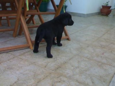 labradores exelentes